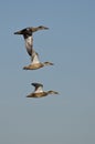 Three Northern Shovelers Flying in a Blue Sky Royalty Free Stock Photo