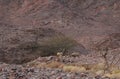 Three Nubian ibex wild goats walks on mountains near Eilat, Israel