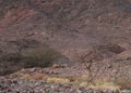 Three Nubian ibex wild goats walks on mountains near Eilat, Israel