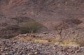 Three Nubian ibex wild goats walks on mountains near Eilat, Israel