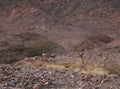 Three Nubian ibex wild goats walks on mountains near Eilat, Israel