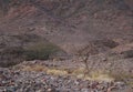 Three Nubian ibex wild goats walks on mountains near Eilat, Israel