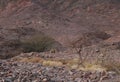 Three Nubian ibex wild goats walks on mountains near Eilat, Israel