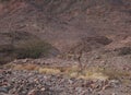 Three Nubian ibex wild goats walks on mountains near Eilat, Israel