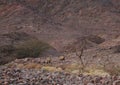 Three Nubian ibex wild goats walks on mountains near Eilat, Israel