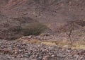 Three Nubian ibex wild goats walks on mountains near Eilat, Israel