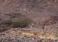 Three Nubian ibex wild goats walks on mountains near Eilat, Israel