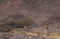 Three Nubian ibex wild goats walks on mountains near Eilat, Israel