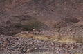 Three Nubian ibex wild goats walks on mountains near Eilat, Israel