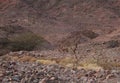 Three Nubian ibex wild goats walks on mountains near Eilat, Israel