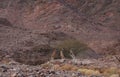 Three Nubian ibex wild goats walks on mountains near Eilat, Israel