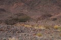 Three Nubian ibex wild goats walks on mountains near Eilat, Israel