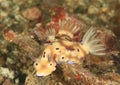 Three nudibranches chromodoris leoparda