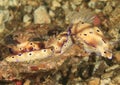 Three nudibranchs chromodoris leoparda Royalty Free Stock Photo