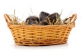 Three nutria in a basket Royalty Free Stock Photo