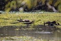 Three Nutria Resting Royalty Free Stock Photo