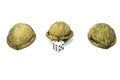 Three nutshells with a dice Royalty Free Stock Photo