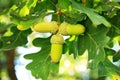 Three oak acorns Royalty Free Stock Photo