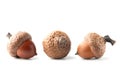 Three oak acorns isolated on white background Royalty Free Stock Photo