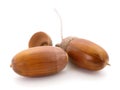 Three oak acorns Royalty Free Stock Photo