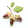 Three Oak acorns with leaves isolated on white background Royalty Free Stock Photo