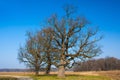 Three oaks Royalty Free Stock Photo