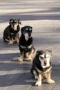 The three obedient dogs are waiting for their master. Royalty Free Stock Photo