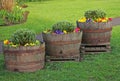 Three Old Barrels of Flowers Royalty Free Stock Photo