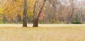 Three old birch among glade in park in autumn day