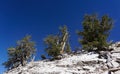 Three old Bristlecone Pine trees on a bare, rocky ridge are among the worldÃ¢â¬â¢s oldest living things. Royalty Free Stock Photo