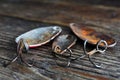 Three Old Rusted Fishing Hooks Royalty Free Stock Photo