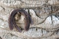 Three old rusty horseshoes hanging on a tree trunk, luck symbol