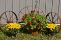 Rusty steel wheels and flowers create a yard display Royalty Free Stock Photo