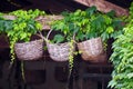 Three old used decorative round wicker baskets, hung on a wooden beam with ivy around