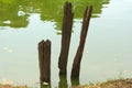 Three old and weather worn, wood poles, sticking into the mud of a lake.