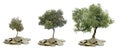 Olive trees growing from pile of coins Royalty Free Stock Photo