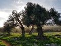 Three olive trees