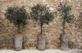 Olive trees in pots against a stone wall Crete Royalty Free Stock Photo