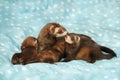 Trio of dark sable ferret babies posing as group for portrait with mother
