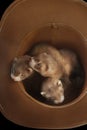 Trio of dark sable ferret babies posing as group for portrait