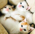 Three little kittens huddled in their den Royalty Free Stock Photo