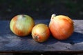 Three onions closeup Royalty Free Stock Photo