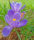 Three open purple Crocus flowers in Spring