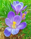 Three open purple Crocus flowers in Spring