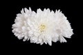 Three open white chrysanthemum button isolated Royalty Free Stock Photo