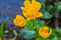 Three opened flowers of the marigold Royalty Free Stock Photo