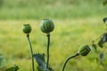 Three opium poppy seed heads, Papaver somniferum Royalty Free Stock Photo