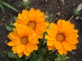 Three orange with brown stripes gazania flowers