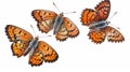 Three orange butterflies are shown on a white background Royalty Free Stock Photo