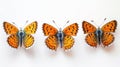 Three orange butterflies are shown on a white background Royalty Free Stock Photo